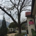 サコダノサクラ - 