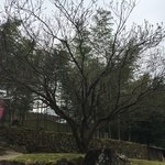 サコダノサクラ - 