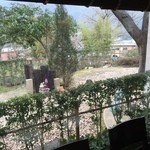 サコダノサクラ - 