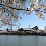 八鶴亭 - 桜の季節の、八鶴湖と八鶴亭