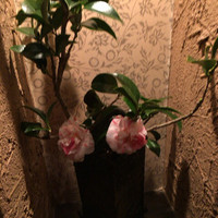 和牛懐石 但馬屋 梅田 - 