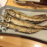 漁火 - にぎす❓