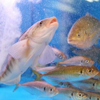 北海道直送の新鮮魚介！刺身の『鮮度』と『厚み』に自信あり！