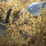 ザイカ・カレーハウス - 