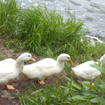 prato cafe - Prato cafe 2012.5カフェのアイドル、ぴよちゃん