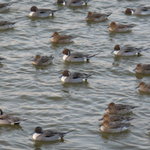 prato cafe - Prato cafe 2012.12鴨池の風景