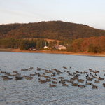 prato cafe - Prato cafe 2012.12鴨池の風景