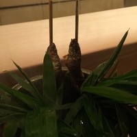 京懐石 吉泉 - 
