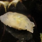 鮨　銀座　鰤門 - えび