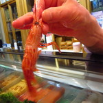 鮨処 むらかみ - モロトカゲアカエビ