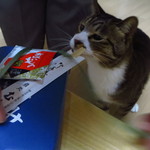 鮨処 むらかみ - いい匂いがするにゃ～