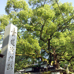 Shourenimmonzeki - 門前の大楠木。樹齢800年だそう