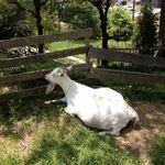 清澄の里 粟 - 妊娠中のﾅﾅちゃん