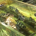 博多料亭 稚加榮 - 