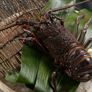 ロイヤルモーリヤ_1