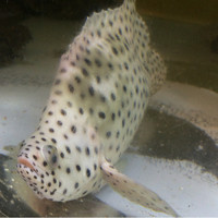 施家菜 - キロ5万の世界最高級魚。鼠ハタ。