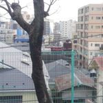 坂の上のそば屋 司 - ウッドデッキからの眺望