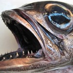 海三昧 おさしみ家 - クロムツ