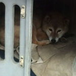 食事処 わらび - 