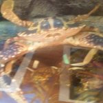 勝しん - 旬のトラガニ