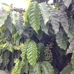 Green World Coffee Farm - 