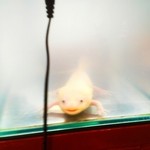 人類みな麺類 - ウ～パ～ル～パ～( ・∇・)