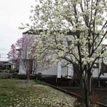 八郎鮨 - 2016.3追加　紅白モクレン咲きました