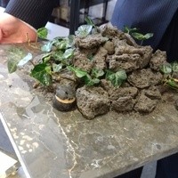 クイントカント - 山の中に一口サイズの…どこにあるかわかるかな？