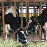 いでぼく　ミルクハウス - 