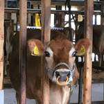 いでぼく　ミルクハウス - 