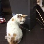 Katsugyo Chibaya - 店内に猫ちゃんが..【2016.3.9撮影】