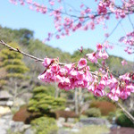 豆子郎の里 茶藏庵 - 梅は～咲いたか、桜はまだかいな♪