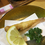 宿守屋寿苑 - 能登河豚。小さい。