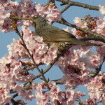 ゆで太郎 - メジロと河津桜。川里中央公園にて。