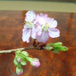 わさび農家の縁側カフェ - 2016/3　座卓の河津桜。ガラケーなので色がくすんでます、実物は綺麗な濃い桜色でした