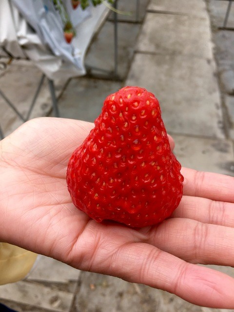 赤ずきんちゃんのおもしろ農園 袋井 スイーツ その他 食べログ
