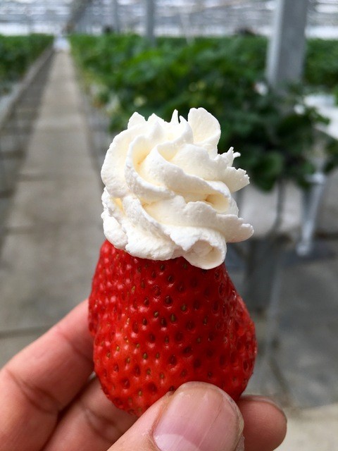 赤ずきんちゃんのおもしろ農園 袋井 スイーツ その他 食べログ