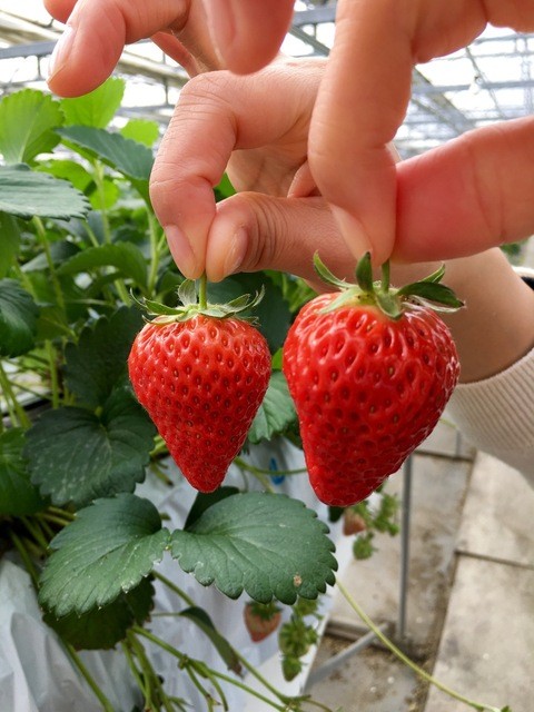 赤ずきんちゃんのおもしろ農園 袋井 スイーツ その他 食べログ
