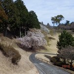 Hyakuzan Saryou - 7番ホールの桜
