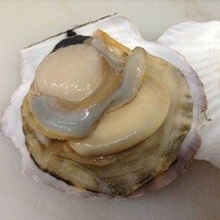 天然 ほたて貝