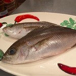 オステリア・ジーロ - 本日の鮮魚『三重県産イサキ』
