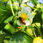 相葉苺園 - ハウスには【蜜蜂ｸﾝ】飛んでるよっ♪ﾌﾟｩ〰ﾝ