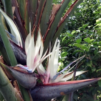 下賀茂熱帯植物園 name=