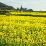 みるく工房 飛鳥 - 飛鳥の菜の花が綺麗でした♪