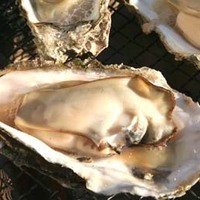 ■ 本番の生ガキは北海道仙法志（せんぼうし）、兵庫室津から（Ｌサイズ）