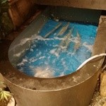 心斎橋神楽 - イカの生簀～♪