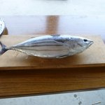 黒潮一番館 - きょうとれたかつおです。　パンパンではちきれそうでしょ。　ツヤツヤきれいです。