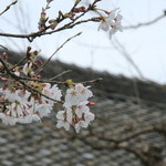 九段一茶庵 - 皇居内のソメイヨシノ(2016.Mar)