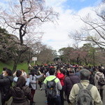 九段一茶庵 - 坂下門から乾門までの約500ｍほど…まだ桜が一分咲きか？(2016.Mar)