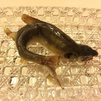 柚木元 - 稚鮎の塩焼き